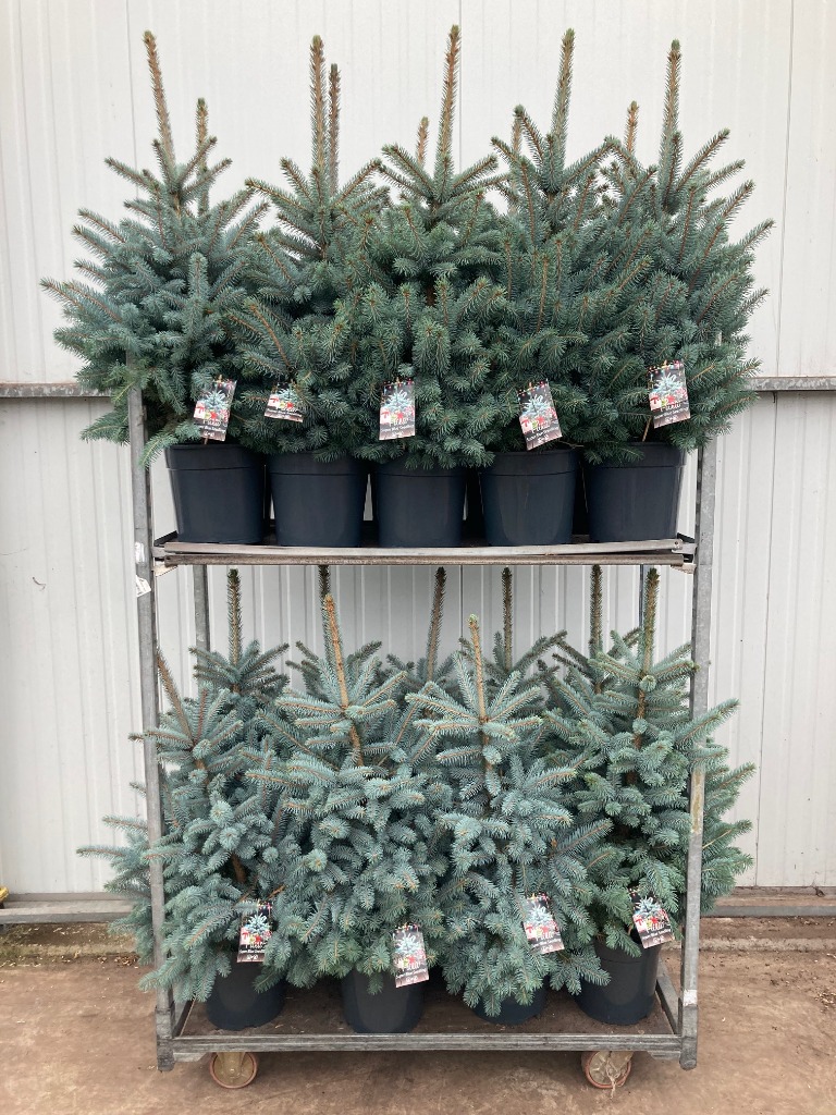 Picture of Trolley Deal 2024 Picea pungens Super Blue P27 (7,5Ltr) 80/100 Inc pot Potted