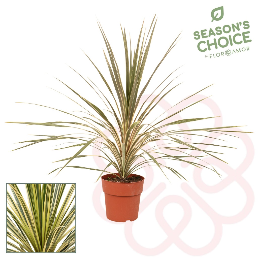 Picture of Cordyline australis Torbay Dazzler P21 (4 Ltr)