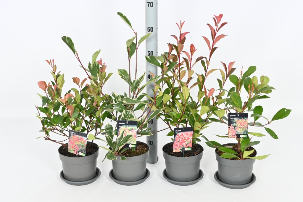 Picture of Trolley Deal 2024 Photinia in 4 varieties P17 (2 Ltr) F.O. (127)