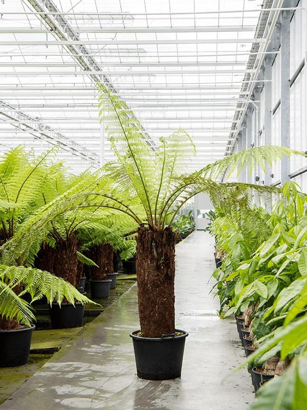 Picture of Dicksonia antartica P45-(40-LTR) 210/cm incl pot