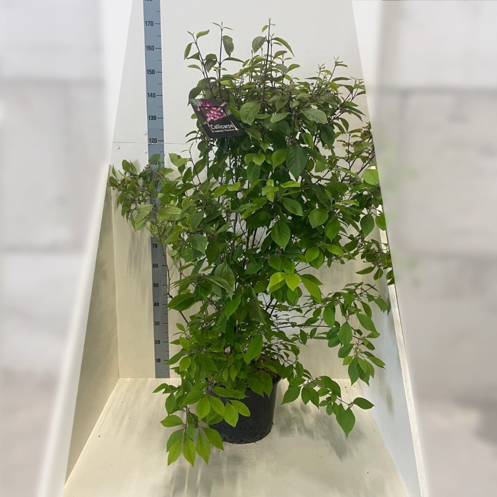 Picture of Callicarpa bod. Profusion P36 (20 Ltr) 100/125CM