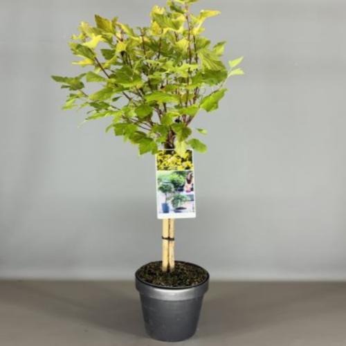 Picture of Physocarpus opu. Golden Nugget P19 (3 Ltr) 50/STD