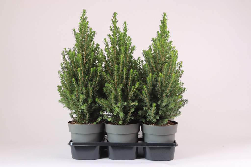 Picture of Picea glauca Perfecta P15