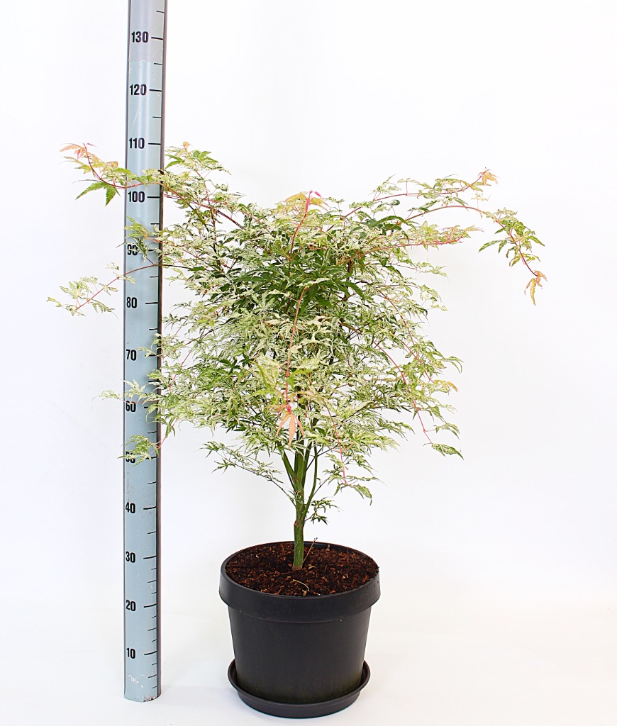 Acer pal. Ukigumo