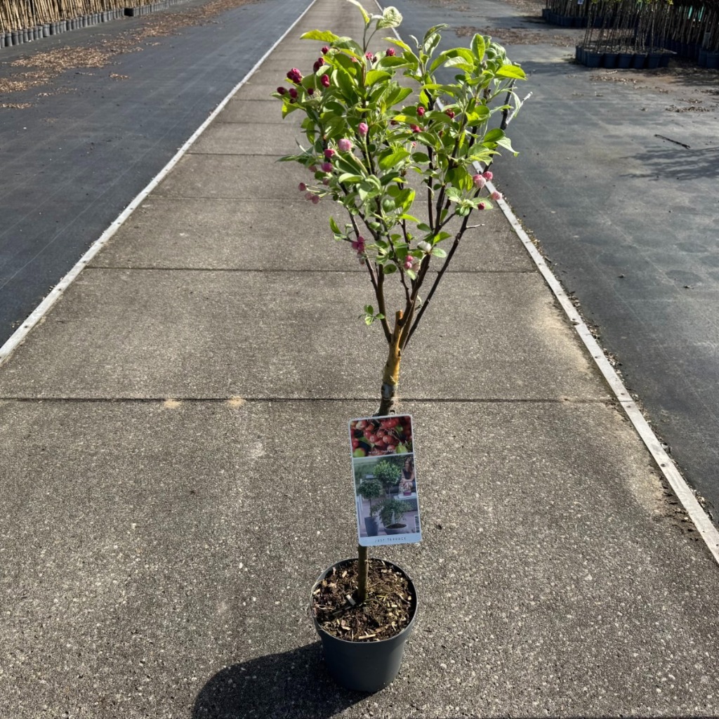 Malus Evereste