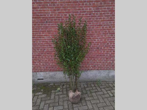 Picture of Ligustrum ovalifolium ROOTBALL 180/200cm