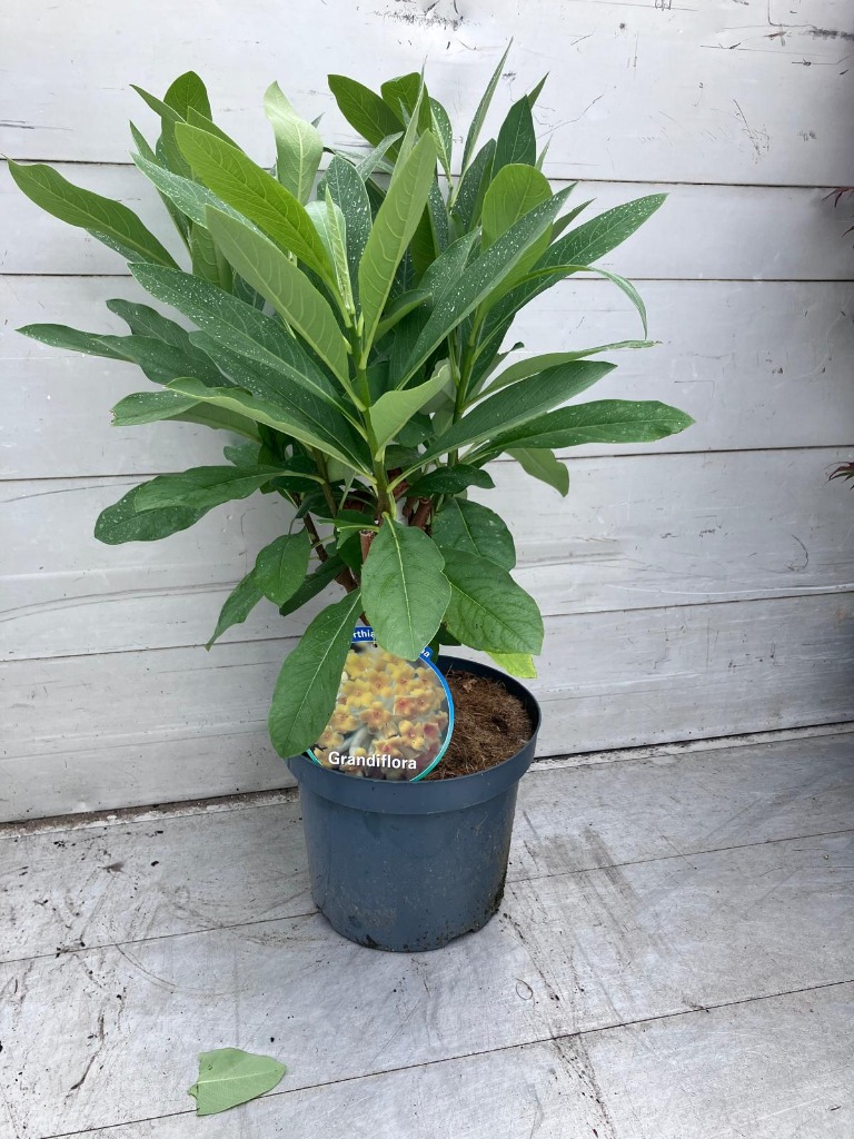 Picture of Edgeworthia chrysantha P26 (7.5 Ltr) 60/80