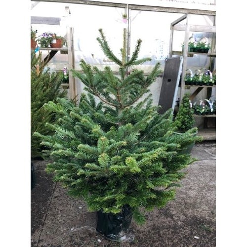 Picture of Abies nordmanniana P29 (10 Ltr) 125/150CM-INCL-POT/POTGROWN