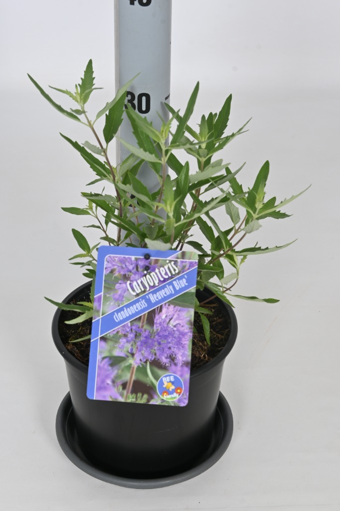 Picture of Caryopteris cland. Heavenly Blue P17-(2.5-LTR)