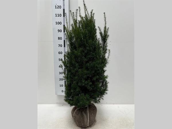 Picture of Taxus media Hicksii ROOTBALL 100/120CM