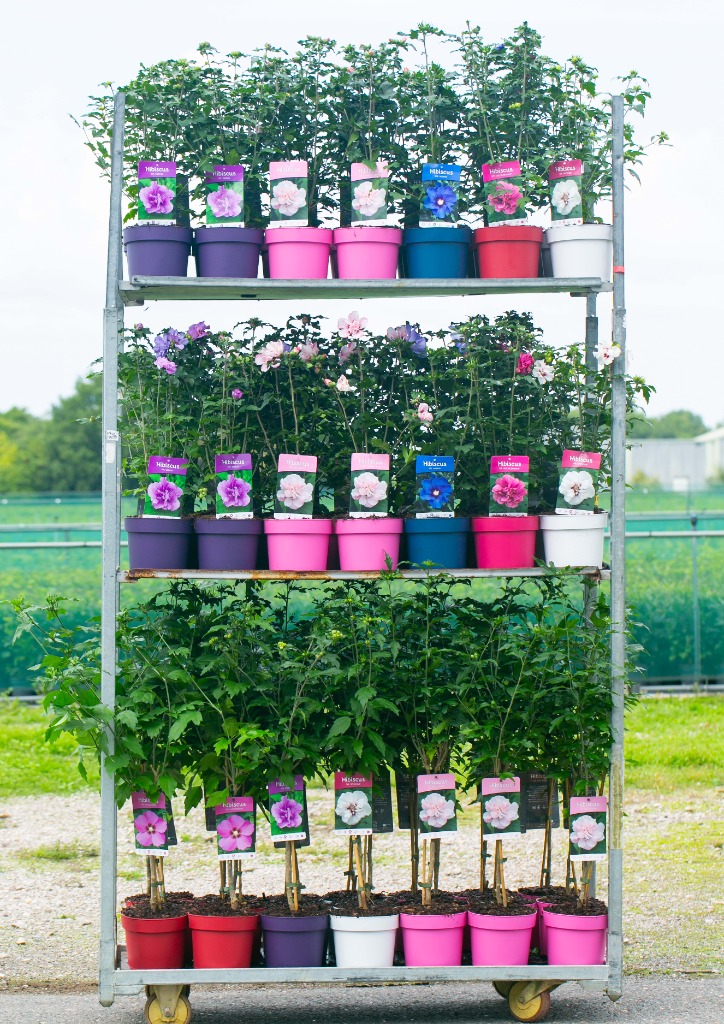 Bild von Trolley Deal 2025 Hibiscus Coloured pot in varieties P19 (3 Ltr)