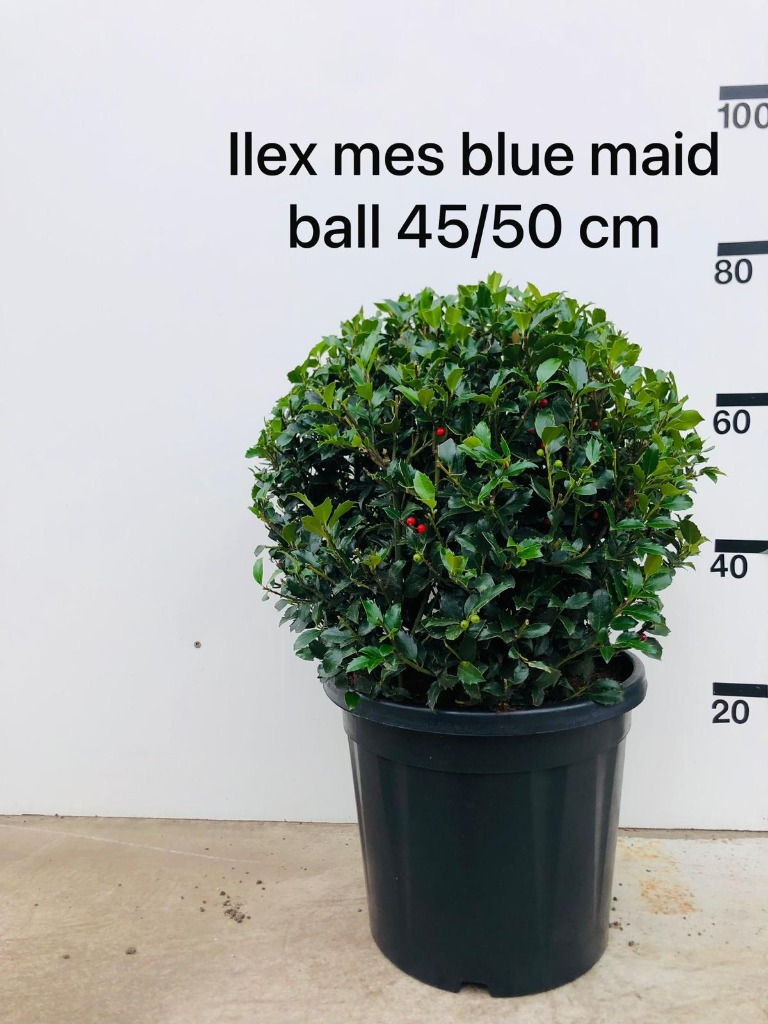 Picture of Ilex meserv. Blue Maid P36 (20 Ltr) BALL-45/50