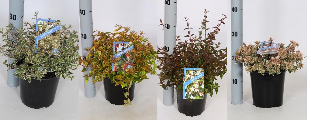 Picture of Abelia in varieties P17-(2.5-LTR)