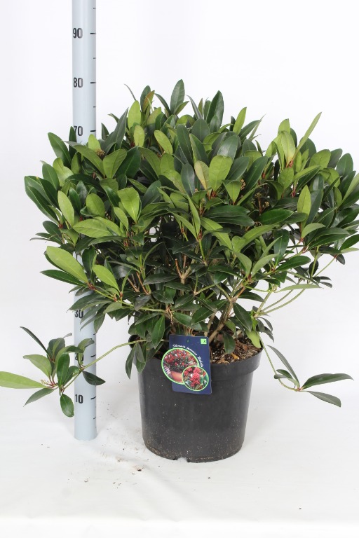 Picture of Skimmia japonica Rubella P30 (12 Ltr) 35-FLOWERS