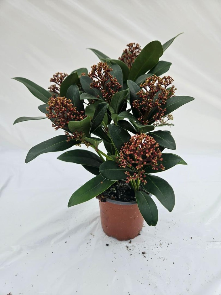 Picture of Skimmia jap. Rubella P10.5