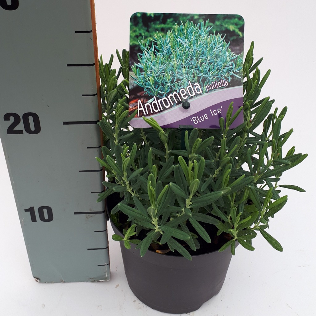 Picture of Andromeda polifolia Blue Ice P13