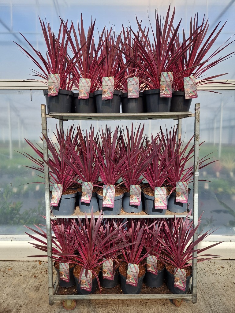 Picture of Trolley Deal 2024 Cordyline Pink Passion P26 (7.5 Ltr)