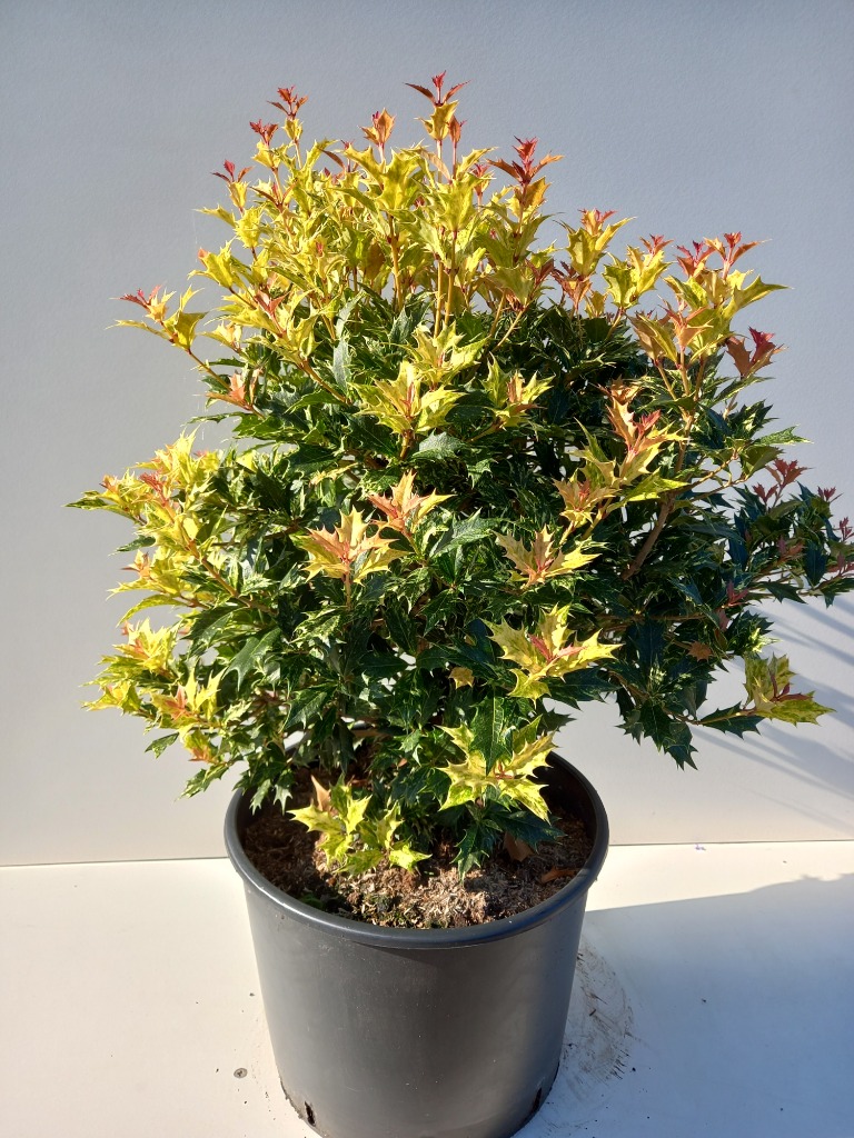 Picture of Osmanthus heter. Goshiki P36 (20 Ltr)