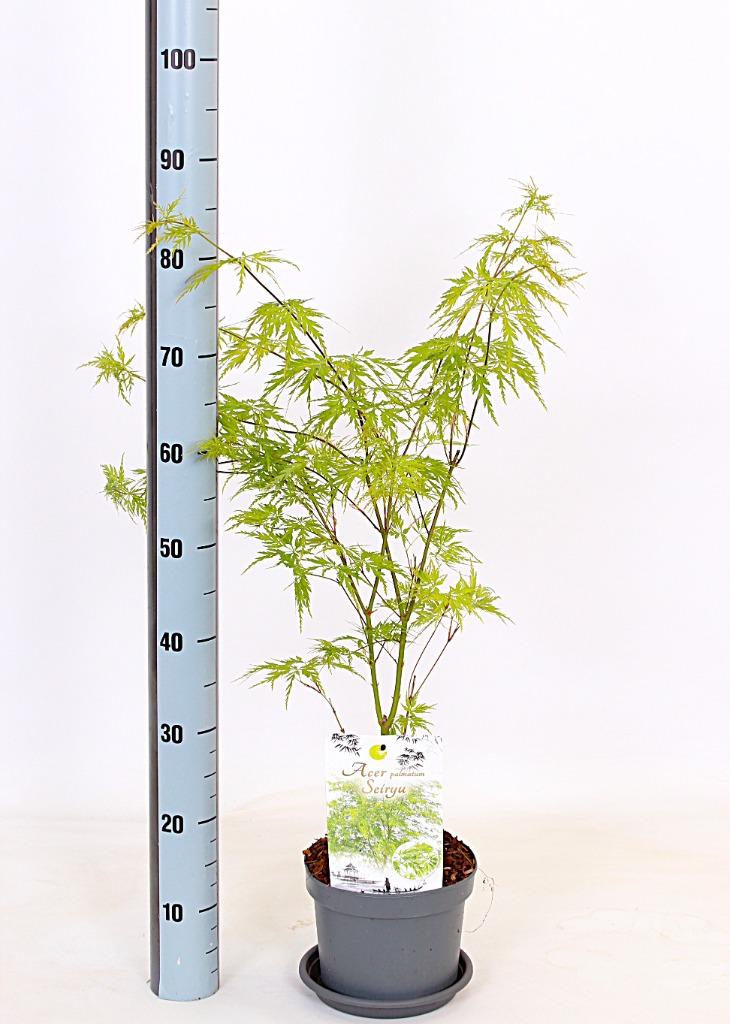 Acer pal. Seiryu