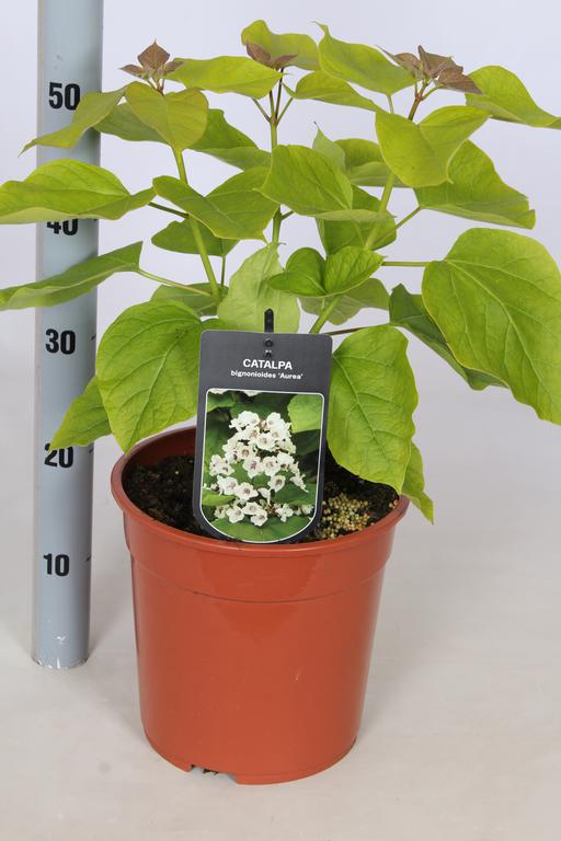 Picture of Catalpa bignonioides Aurea P26 (7.5 Ltr)