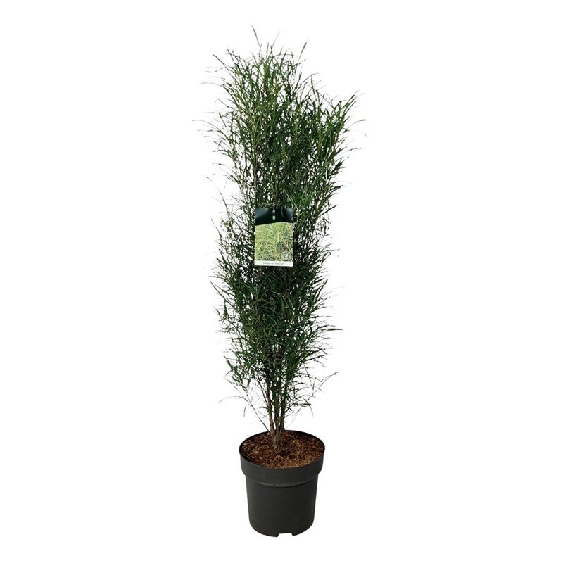 Picture of Frangula alnus Fine Line P32 (15 Ltr) 100/125CM