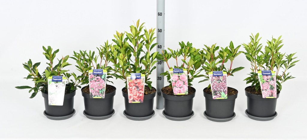 Picture of Trolley Deal 2024 Kalmia latifolia P21 (4 Ltr) F.O. (109)