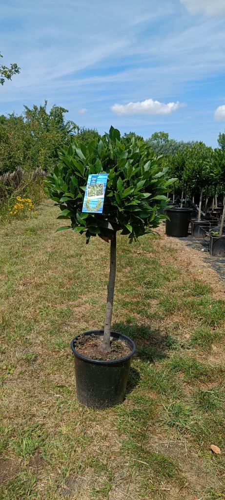 Picture of Laurus nobilis P29 (10-Ltr) 50/STD 40/45 HEAD