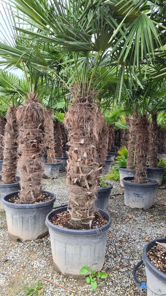 Picture of Trolley Deal 2024 Trachycarpus fortunei in 2 varieties  60/std and 100/std  F.O