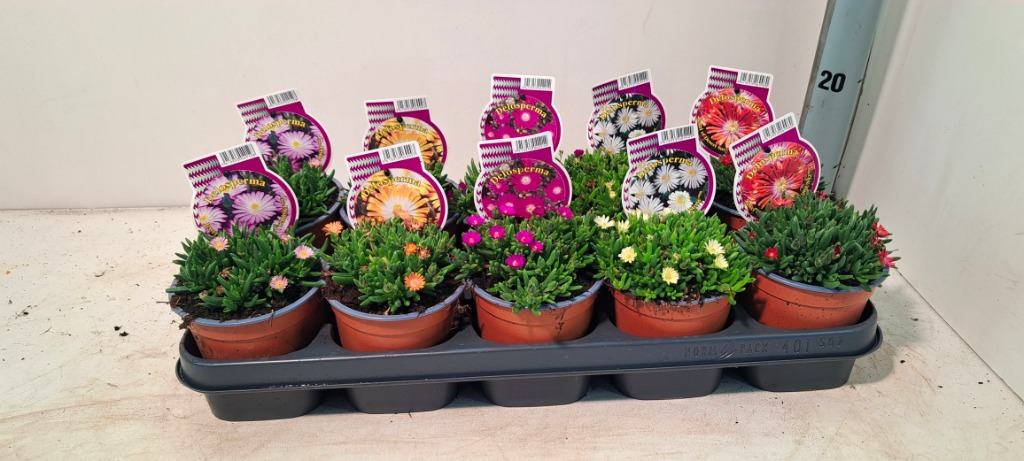 Picture of Delosperma Jewel of Desert in varieties P12