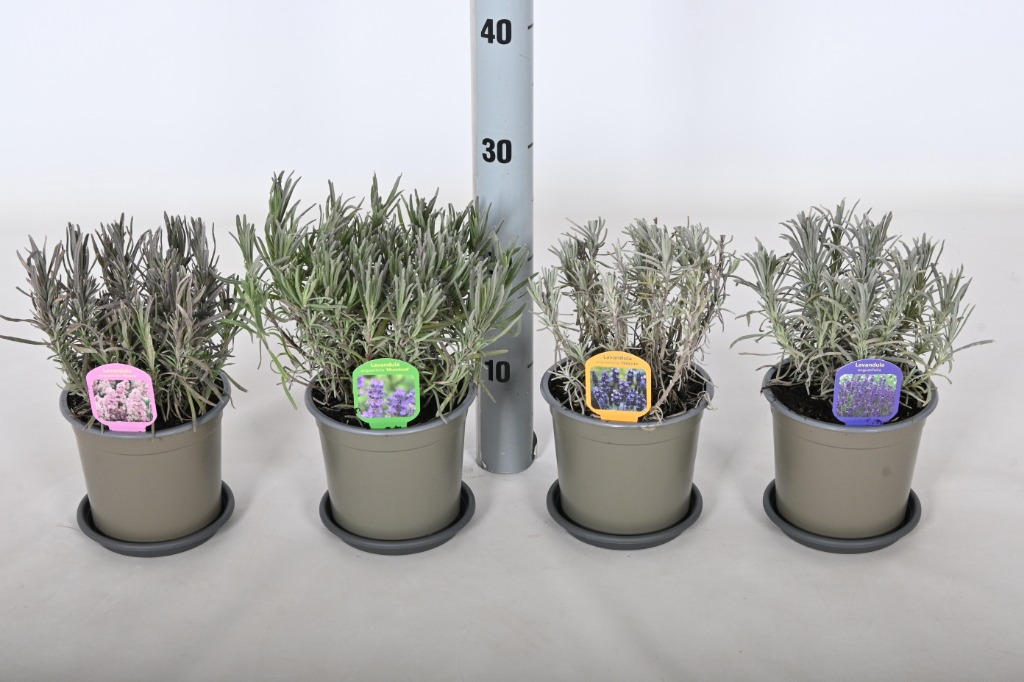 Picture of Lavandula ang. in 5 varieties P14