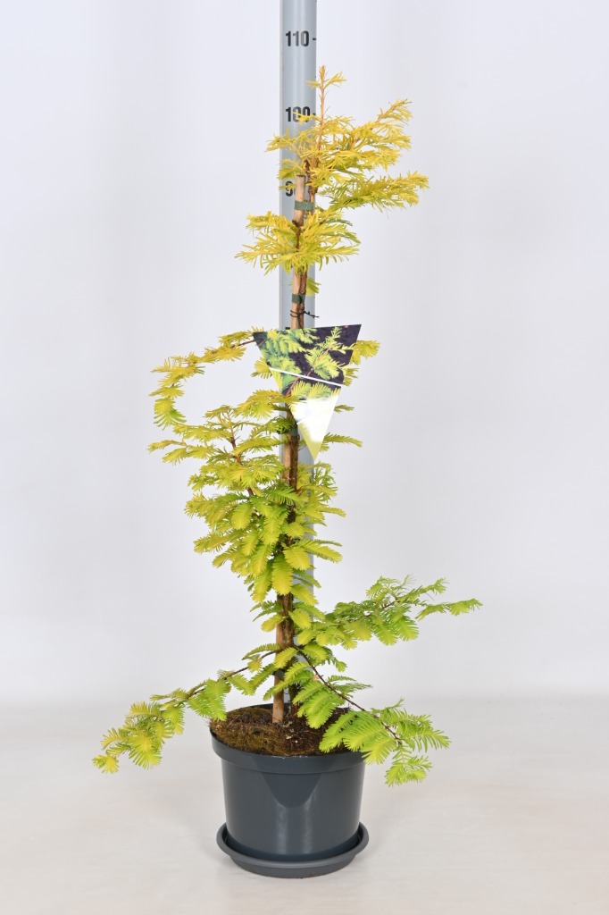 Picture of Metasequoia glypt. Goldrush P23 (5 Ltr) 60-80