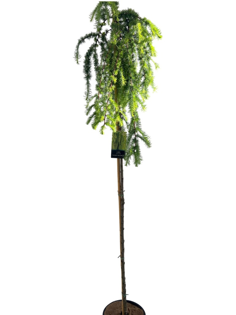 Picture of Larix kaempf. Stiff Weeper P30 (12 Ltr) 180/STD