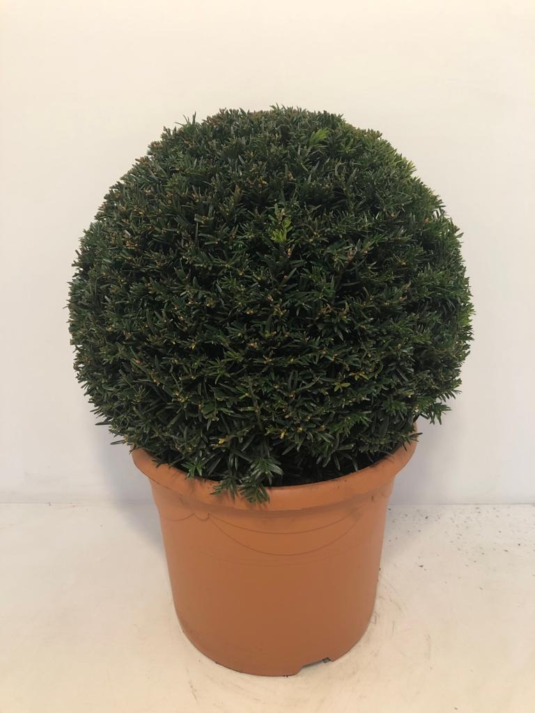 Picture of Taxus Baccata P29 (10 Ltr) 35cm ball