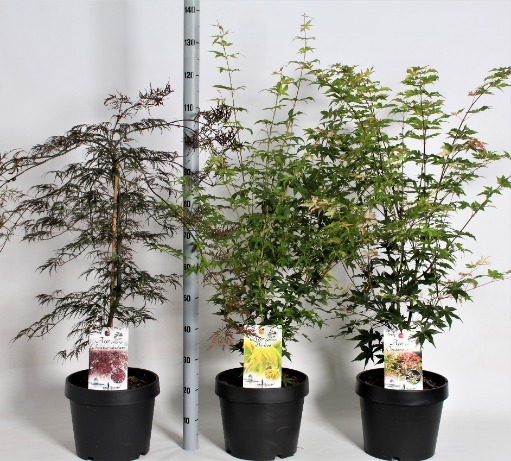 Picture of Acer palmatum in varieties P32 (15 Ltr) (LOOSE)