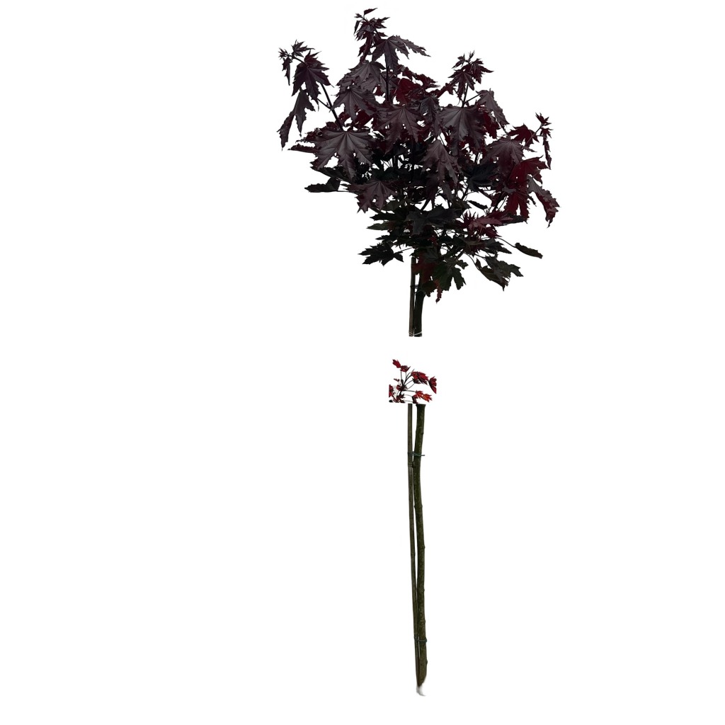 Picture of Acer pal. Crimson Sentry P31-(12-LTR) 150/STD (LOOSE)