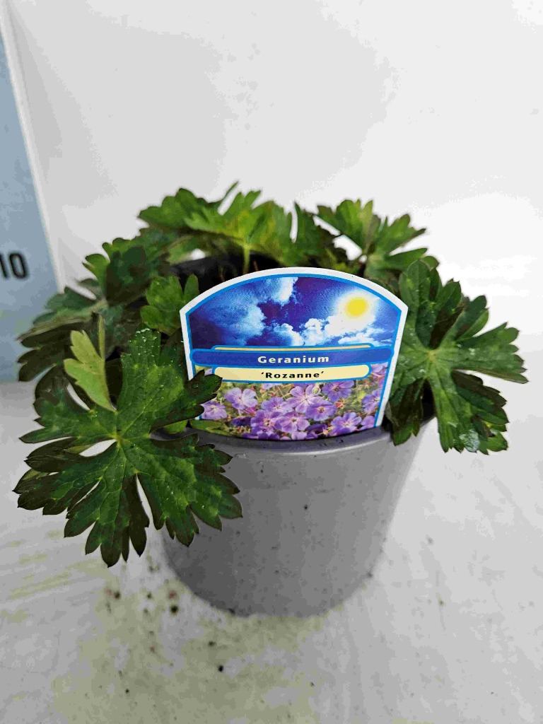 Picture of Geranium Rozanne P17 (2 Ltr)