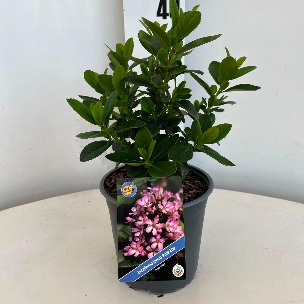 Escallonia lae. Pink Elle