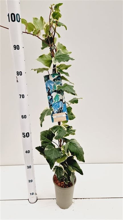 Picture of Hedera alg. Gloire de Marengo P17-(2.5-LTR) 70/80CM