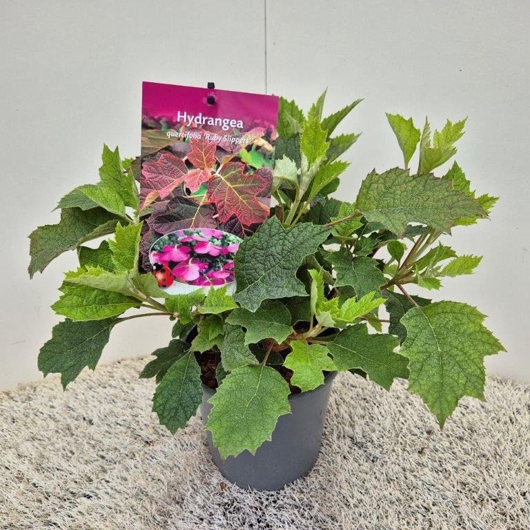 Picture of Hydrangea quercifolia Ruby Slippers P18 (2.5 Ltr) 30-40CM