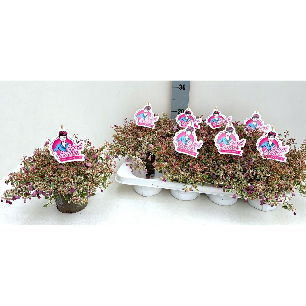 Picture of Abelia grandiflora Swirly Bells P13