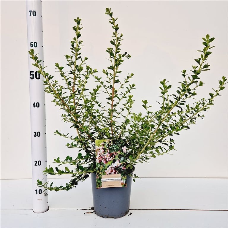 Picture of Escallonia Donard Seedling P18 (2.5 Ltr) 30/40CM