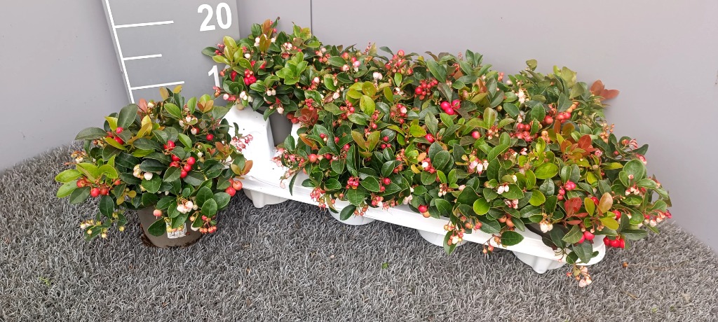 Picture of Gaultheria procumbens P11 15-CM