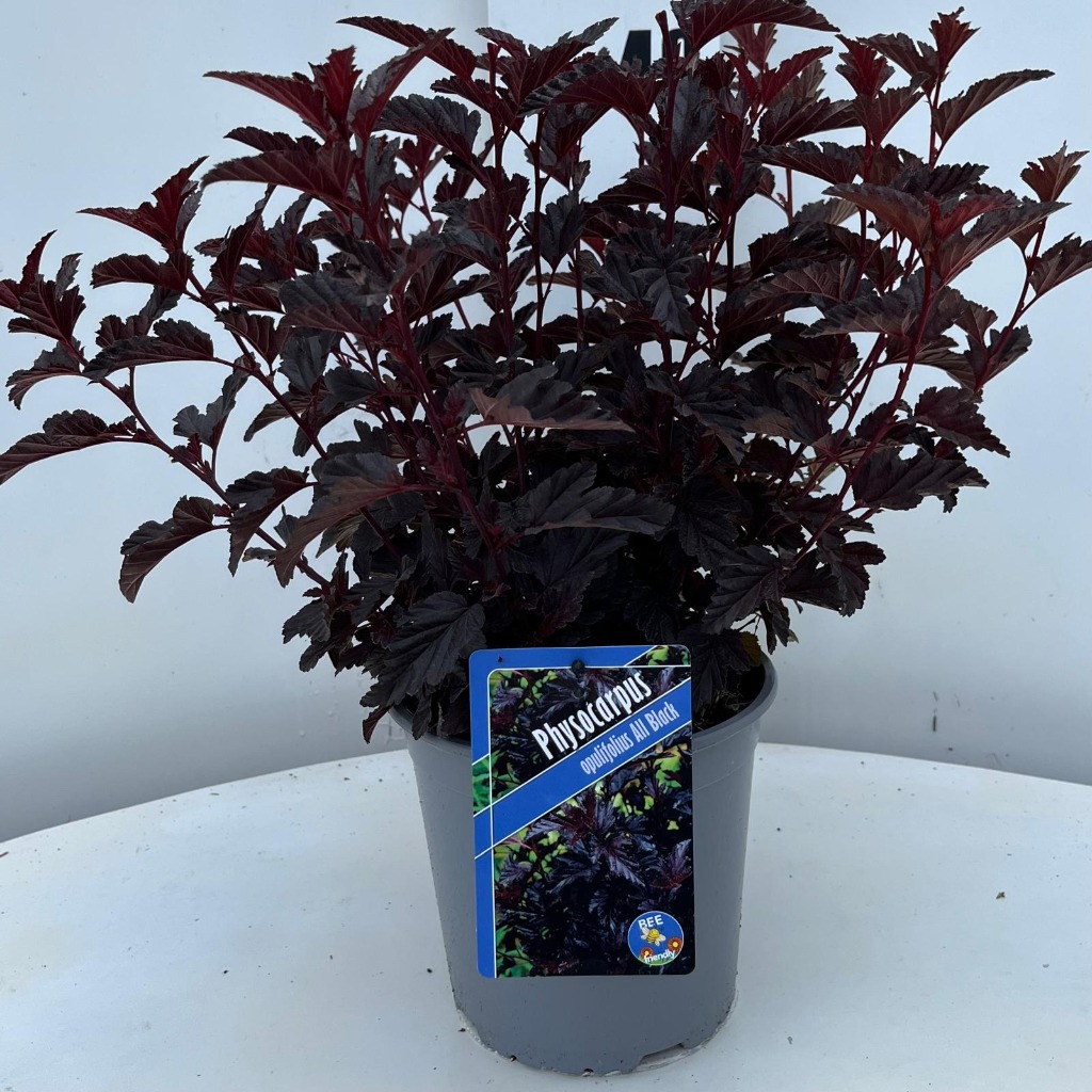 Picture of Physocarpus opu. All Black P17-(2.5-LTR)