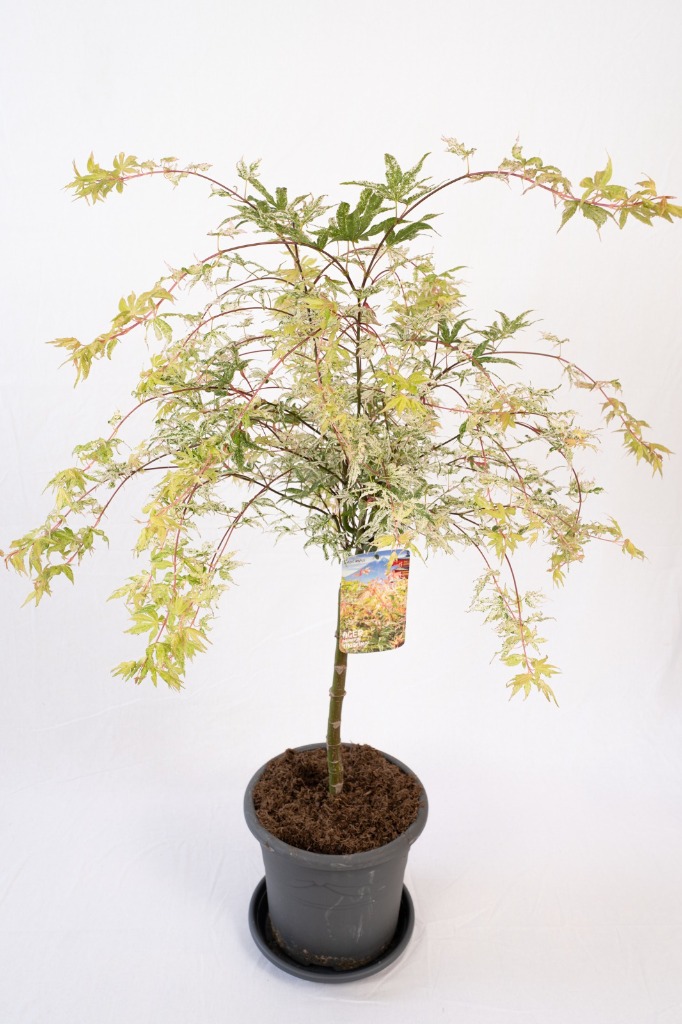 Acer pal. Ukigumo