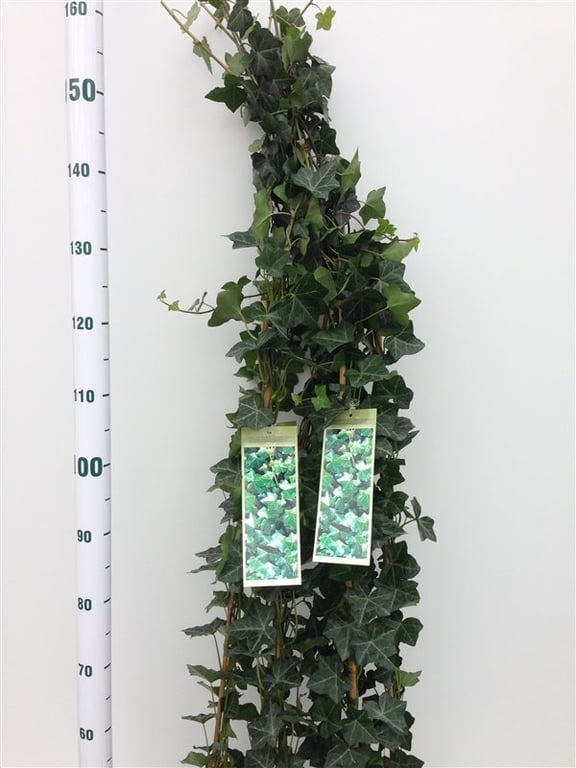 Picture of Hedera Hibernica P18 (2.5 Ltr) 125/150CM