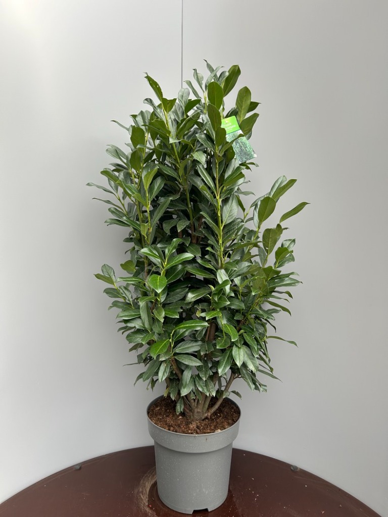 Prunus laur. Elly