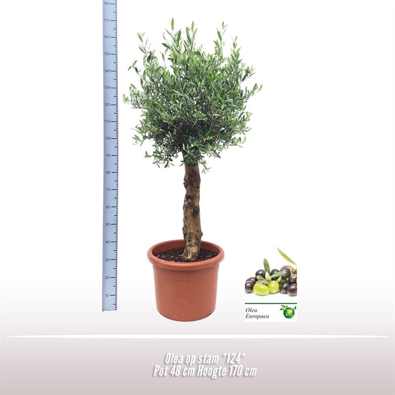 Picture of Olea europaea *124* P48 170-INCL-POT