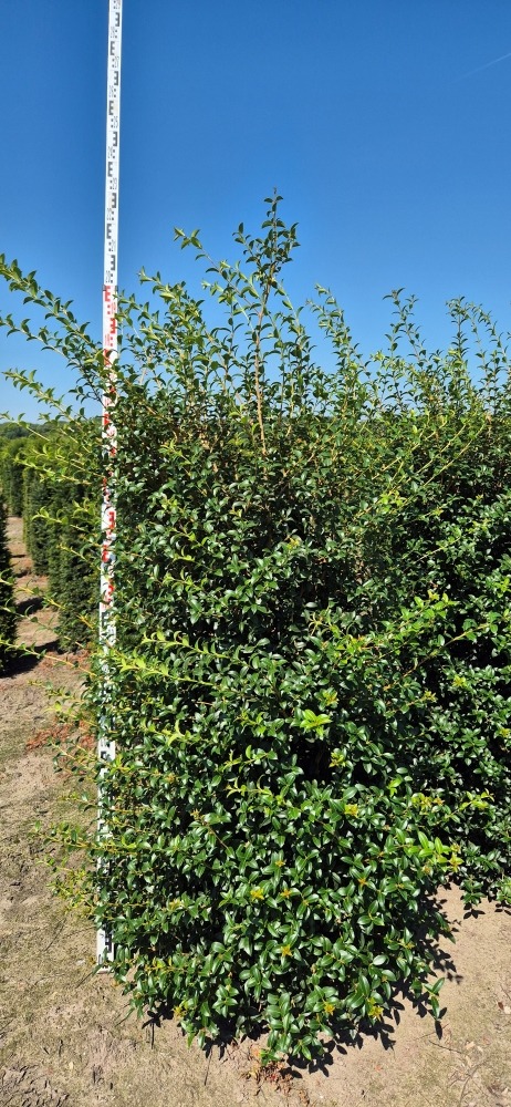 Picture of Osmanthus x burkwoodii EXTRA ROOTBALL 175/200CM