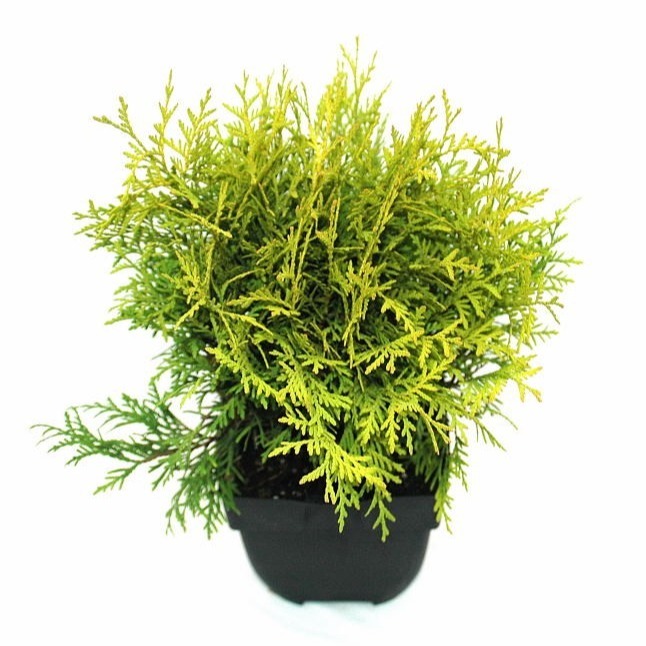 Picture of Thuja occ. Golden Globe P17 (2 Ltr) 20/25