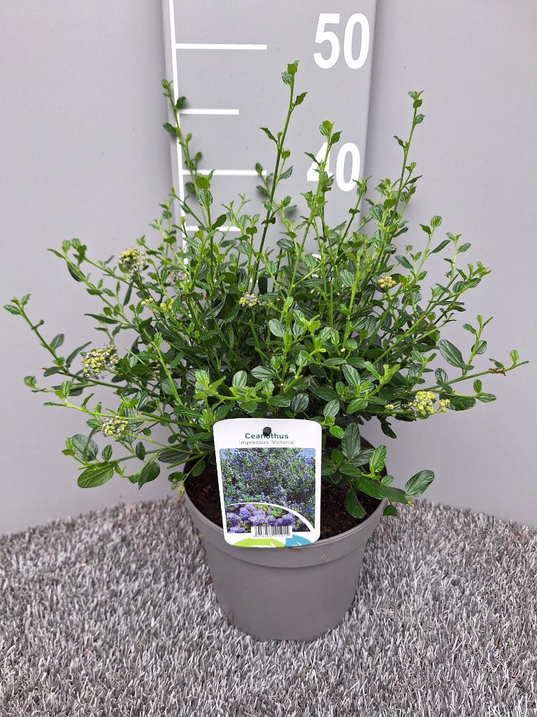 Ceanothus imp. Victoria